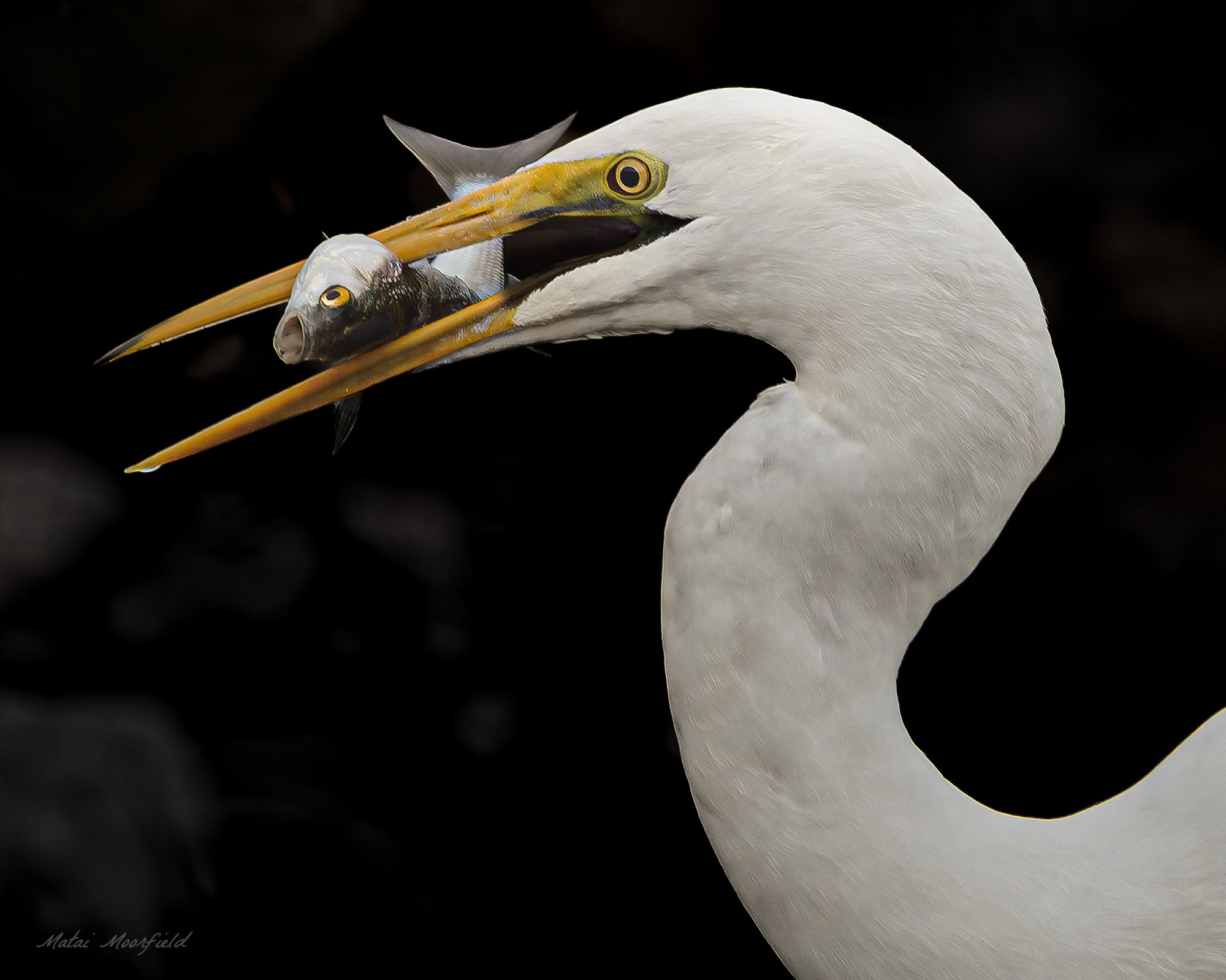 Native White Heron catching a fish sunrise New Zealand bird photo